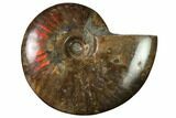 Flashy Red Iridescent Ammonite #155223-1